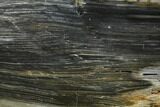 Polished Petrified Wood Stand-up - McDermitt, Oregon #166104-1